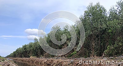 Nature image. Natural view. Homogeneous tropical forest trees with a background blue sky Stock Photo