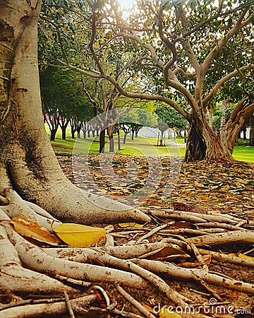 Nature image Tree Stock Photo