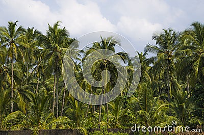 Nature of India landscape Stock Photo