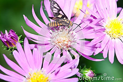 Nature Insect Pollination Stock Photo