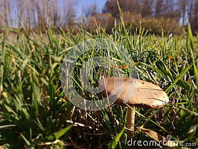 Nature from the inside. A mushroom. Wild autumn mushrooms. Stock Photo