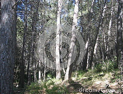 Natural pine forest Stock Photo