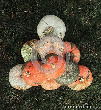 The nature knows how to skillfully draw on pumpkins Stock Photo