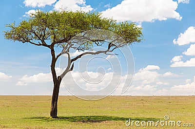 Acacia tree in african savanna Stock Photo