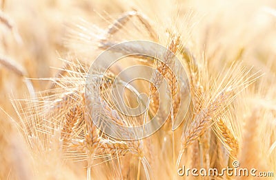 Nature landscape of agriculture scene. Beautiful cereal field with ripe organic ears of rye during harvest in sunlight Stock Photo