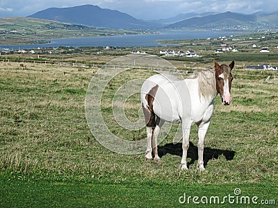 A nature landscape with a beautiful white and brown Irish horse in the field in Ireland Stock Photo