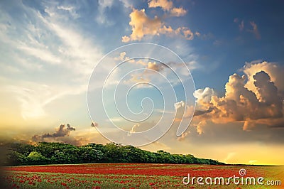 Nature landscape contryside green grass field trees and sun beam on cloudy fluffy blue and pink sky Stock Photo
