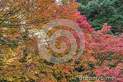 Nature landscape of foliage branch maple in autumn season Stock Photo