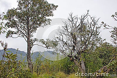 Nature landscape jungle in Nepal autumn Stock Photo