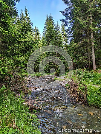 Nature landscape in the Romania mountains with river and trees adventure relaxing scenery Stock Photo