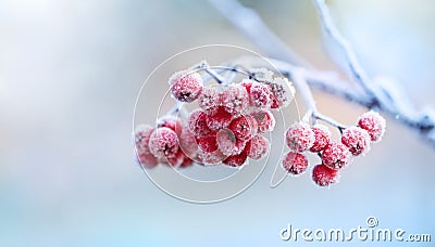 Nature landscape of rowan bunch with red berries covered with frost in winter morning Stock Photo