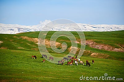 Nature Landscape of Sayram-Ugam National Park. Turkestan region. Kazakhstan. Stock Photo