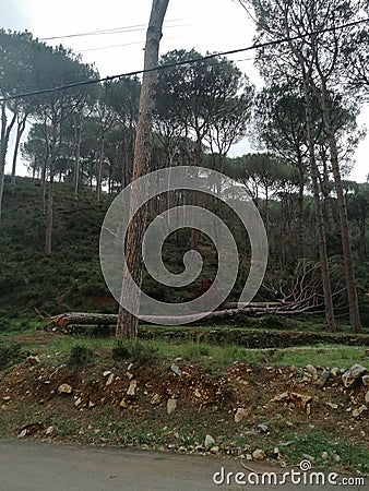 Nature landscape tree thunderstorm huricane Stock Photo