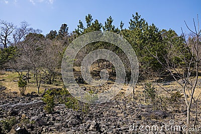 Nature landscape with trees, stones floor, and grass land Stock Photo