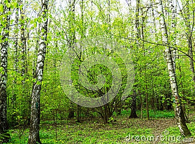 Nature landscape view of a green forest jungle on spring season with green trees and leaves. Peaceful tranquil outdoor scenery Stock Photo