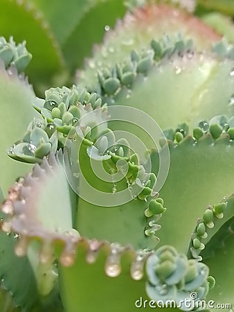 Nature leaf drop succulent green Stock Photo