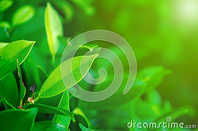 Nature of leaves for wallpaper or background Stock Photo