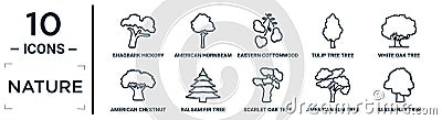 nature linear icon set. includes thin line shagbark hickory tree, eastern cottonwood tree, white oak tree, balsam fir american elm Vector Illustration