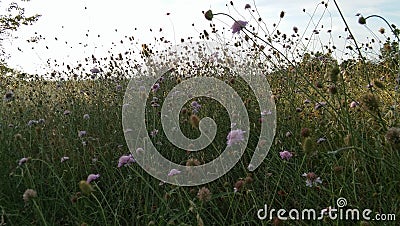 Nature little prairie landscape Stock Photo