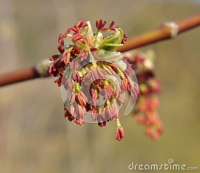 In nature, the maple Acer negundo blooms Stock Photo