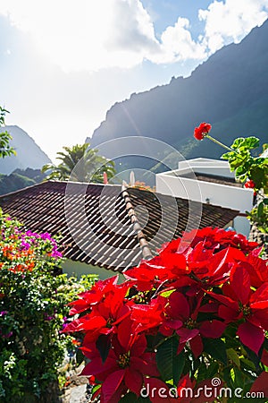 Nature in Masca Village, Tenerife Stock Photo