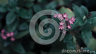 Green Leaves Background with small little violet flower Stock Photo