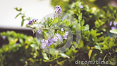 Green Leaves Background with small little violet flower Stock Photo