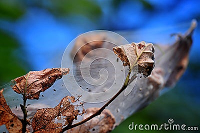 Nature miracles in parks Stock Photo