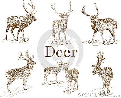 Nature objects. Vintage engraving. Hand drawn, doodle graphic with deer. Set of animals. Nature objects. Vintage Engraving. Elk Cartoon Illustration