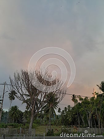 Nature and one lifeless tree Stock Photo