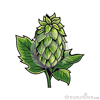 nature organic plant hop cone Vector Illustration