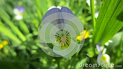 Pansies violet flower summer beautiful Stock Photo