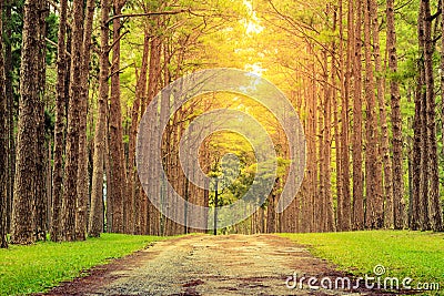 Nature path pass through pine tree garden and sun light shine through leaves. Stock Photo