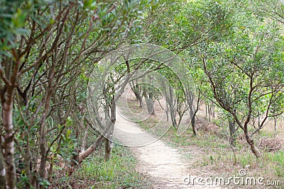 the nature path at Wilson Trail Sectio no4 10 Dec 2006 Stock Photo