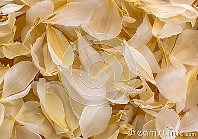 Nature pattern of dry petals Stock Photo