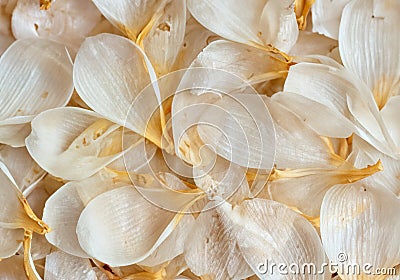 Nature pattern of dry petals Stock Photo