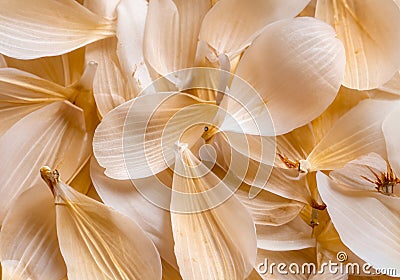 Nature pattern of dry petals Stock Photo