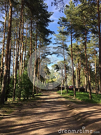 Nature is beautiful and hardy, the wind often blows from the lake, the trees grow somewhat sloping. Stock Photo