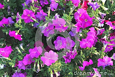 Nature photo is a petunia flower. Plant Petunia flower with blooming pink petals Stock Photo