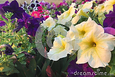 Nature photo is a petunia flower. Plant Petunia flower with blooming pink petals Stock Photo