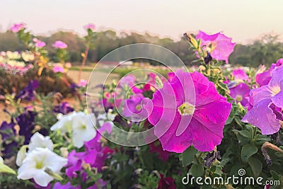 Nature photo is a petunia flower. Plant Petunia flower with blooming pink petals Stock Photo