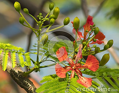 Nature photo: Summer, phoenix flowers blooming, vietnam Stock Photo