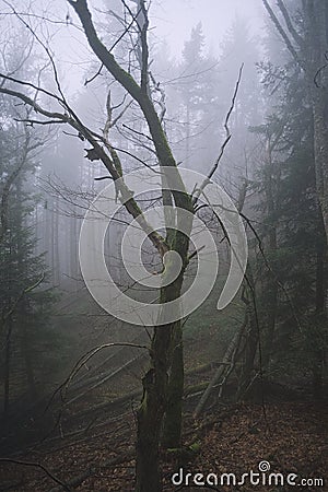 Mystic bare tree in a suggestive atmospheric autumn fog morning Stock Photo