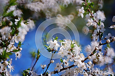 Spring wild flowers. Blooming beautiful flowers. Photo for postcard. Stock Photo