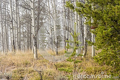 In nature a pine tree against a grove of Aspen trees Stock Photo