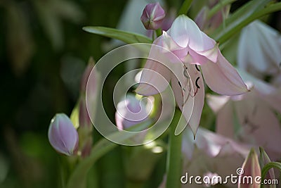 Nature. Pink Lilium. Stock Photo