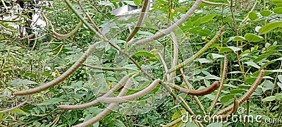 the bushy fruit of the wild plant Senna occidentalis closer Stock Photo