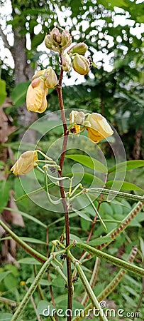 the bushy fruit of the wild plant Senna occidentalis yellow flower Stock Photo