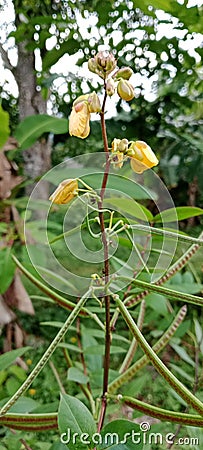 the bushy fruit of the wild plant Senna occidentalis yellow flower far Stock Photo