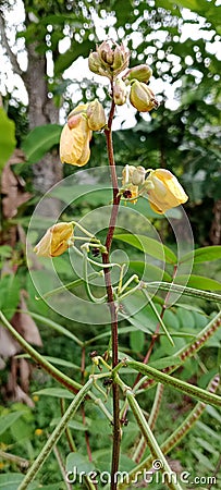 the bushy fruit of the wild plant Senna occidentalis yellow flower portrait Stock Photo